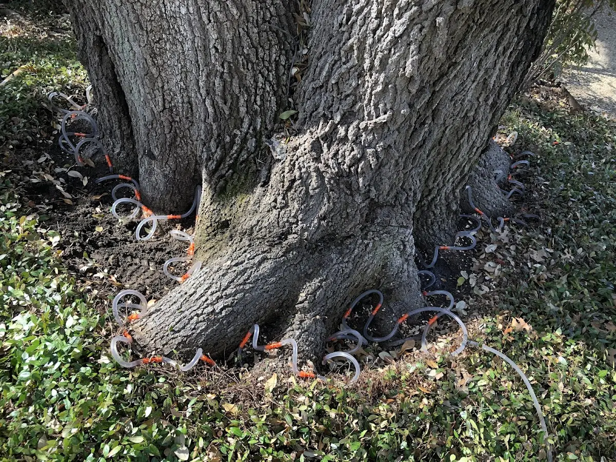 Detailed Tree Cabling and Bracing job site in North Bennington